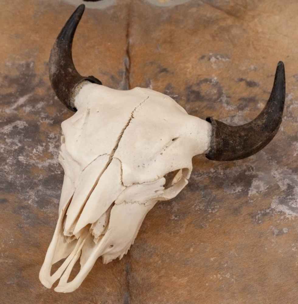 BISON SKULL